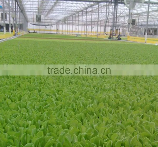 Mini Greenhouse Indoor Decorative photo-3