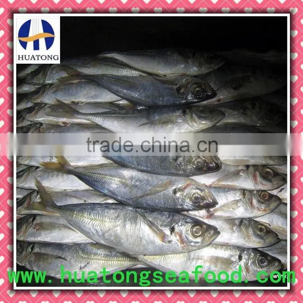 Seafood Mackerel Horse Mackerel