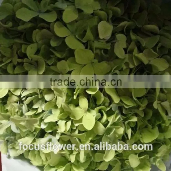 Artificial Green Hydrangea Flowers Trade From Yunnan China photo-2