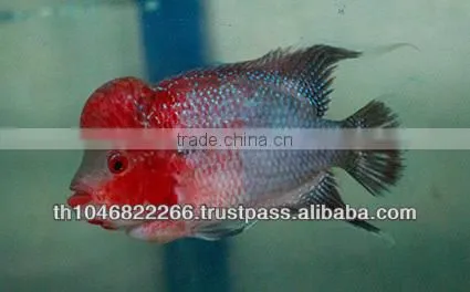 Flowerhorn Fish Farm and Wholesale in Thailand photo-6