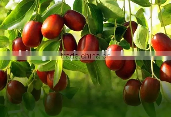 Chinese-date/Jujube for Sale