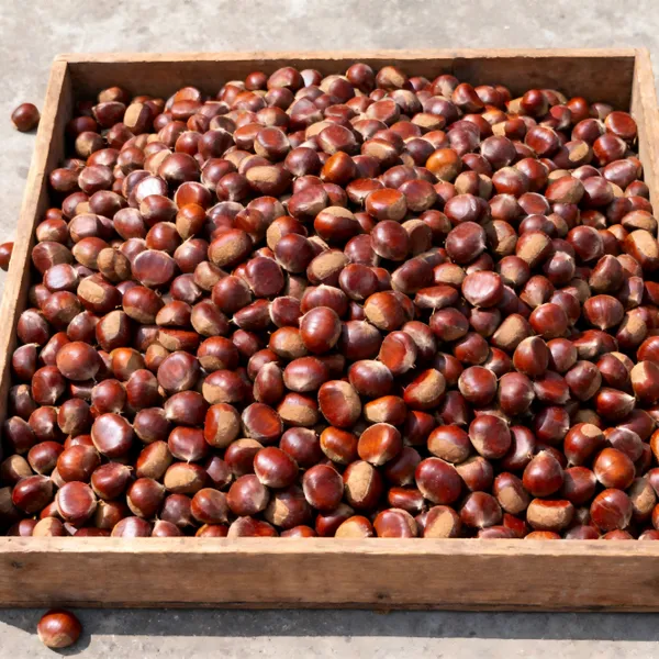 Fresh Shan Dong Chestnut photo-2