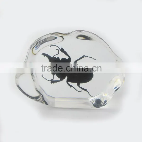 2016 New Design Promotional Gift Desk Decoration Real Insect photo-4