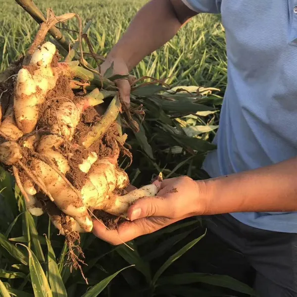 Chinese Fresh Ginger