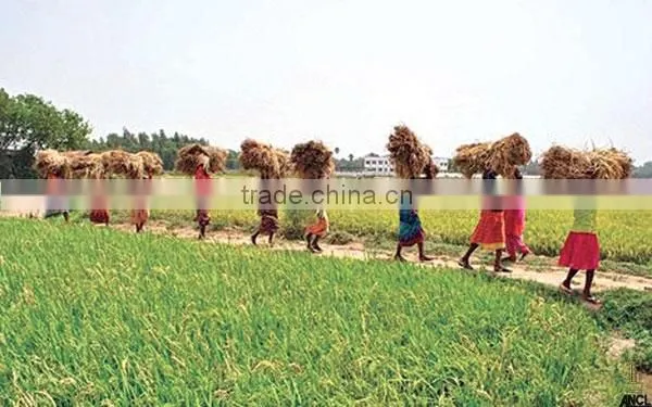 Suvimie Traditional Rice (Pachchaperumal) photo-3