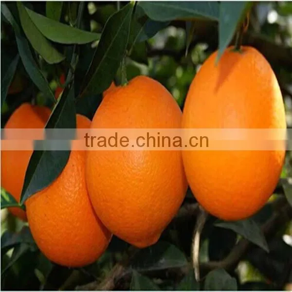 New Season Good Taste Fresh Navel Orange