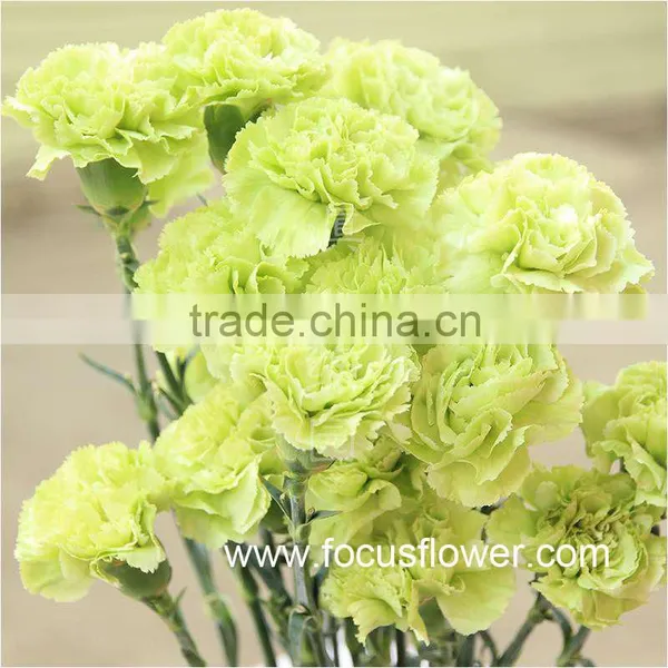 2016 Hot Sale Carnation Cut Flowers Price Without Middleman Green Mini Carnation Flowers photo-3