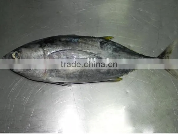 Frozen Yellowfin Tuna Fish