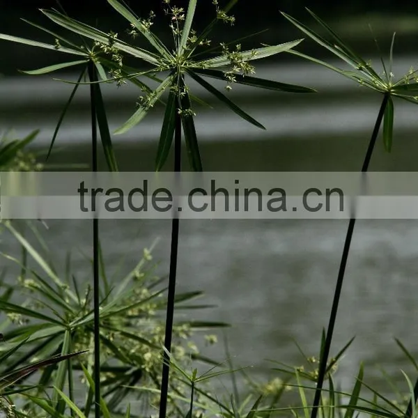 Fishscale Bamboo Bonsai