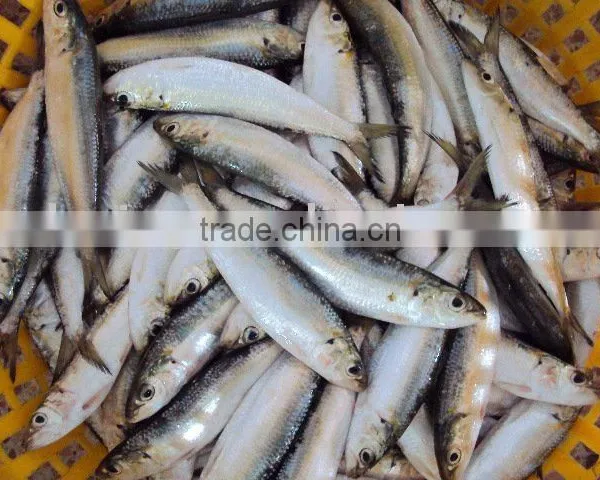 Frozen Sardine Fish photo-2