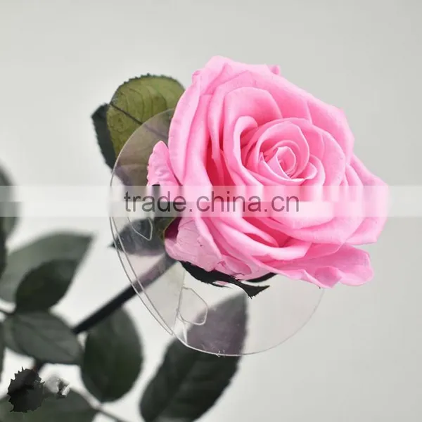 Hot Sale Austin Preserved Rose Flower For Gift Home Decoration From China photo-3