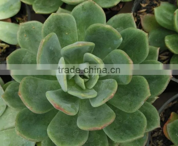 Echeveria Elegan Hybrid, Decorative Plants Echeveria, Succulent Plants, Tropical Plant Succulent photo-2