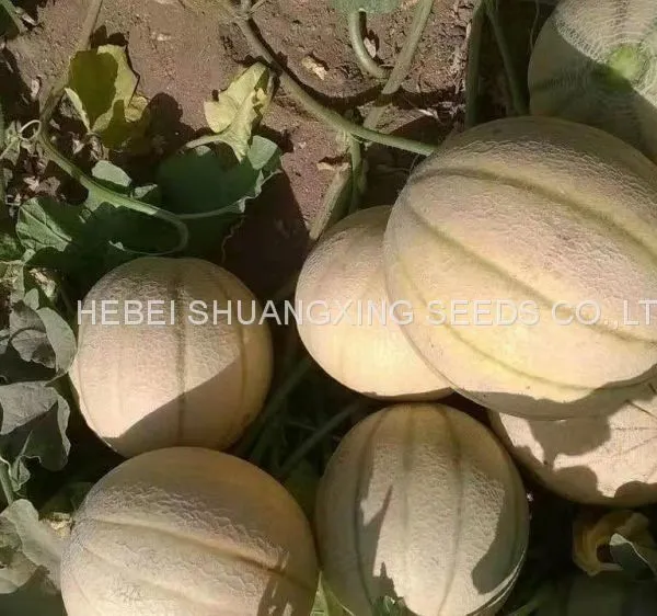 Stripe Sweet Cantaloupe Musk Melon Seed for Sale photo-4