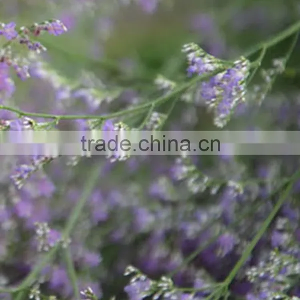 Quality Best Sell Purple Limonium Flower Decoration photo-4