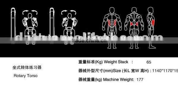 Body Building Equipment Rotary Torso / TZ-6003/Flex Gym Machine photo-5