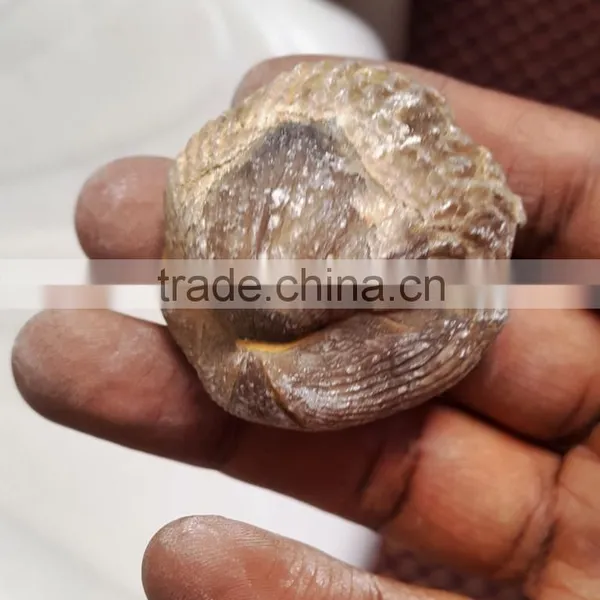 Fossil for Sale photo-6