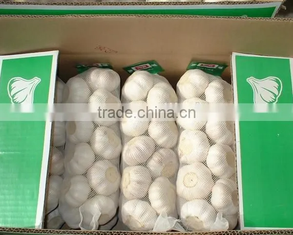 normal white garlic