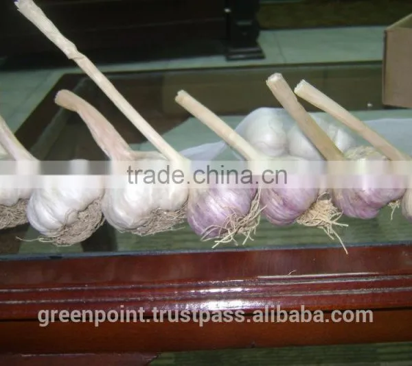 Garlic photo-5