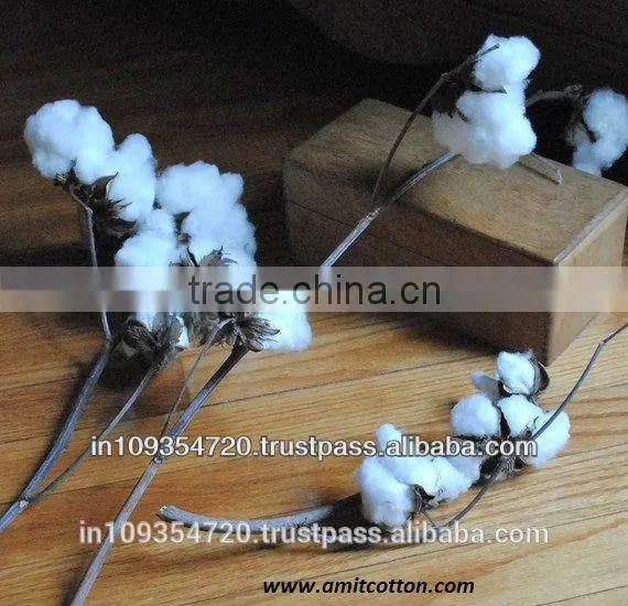 Raw Cotton Shankar 6 photo-2