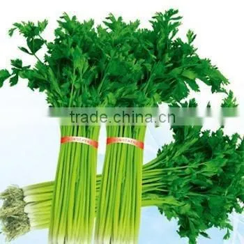 Fresh Celery