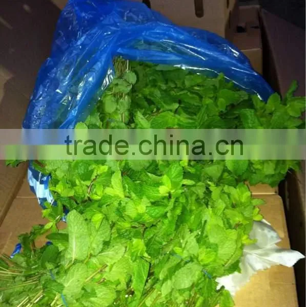 Egyptian Fresh Mint