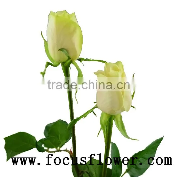 Newest Fresh Cut Roses Happy Valentine Rose Vendela Rose With 0.8_1.2kg/bundle From China Kenya photo-6