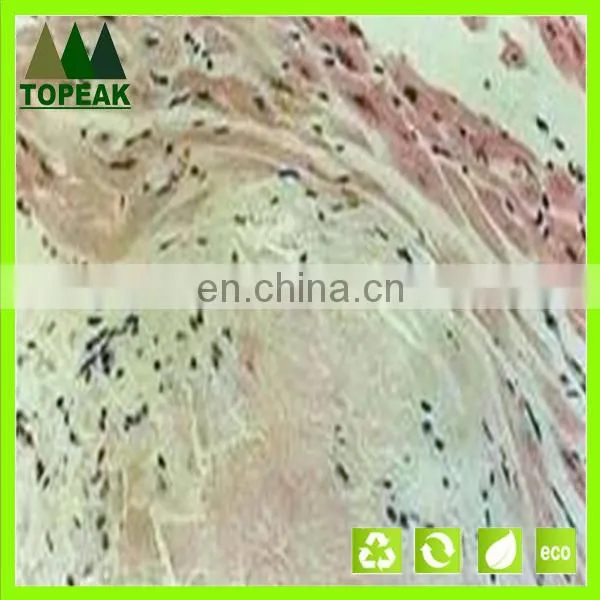 Laboratory Research Human Histology Prepared Microscope Slides Educational Prepared Slides photo-3