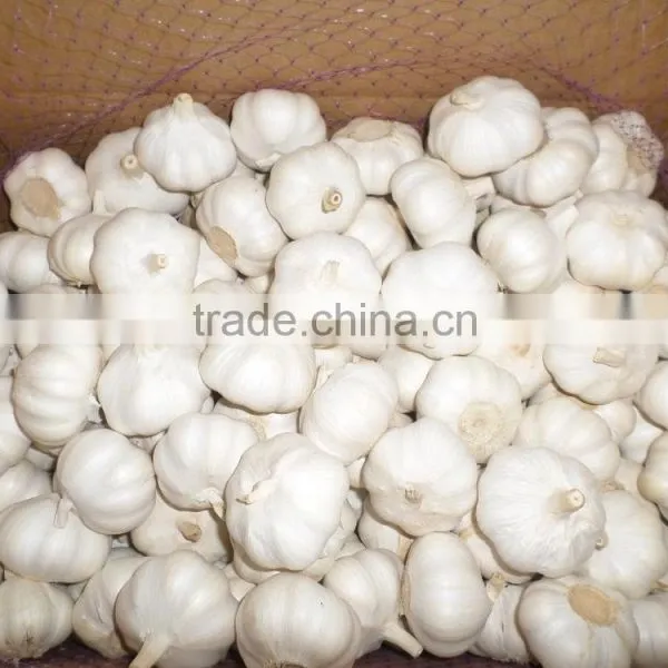 2016 Fresh Ginger and Garlic 2016clear Garlic, Year Garlic,fresh Garlic, Chinese Garlic