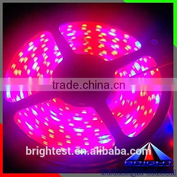Shenzhen LED Grow Light Strip12V DC,Ws2812 5050 Led Strip Led Plant Grow Light Strip photo-3
