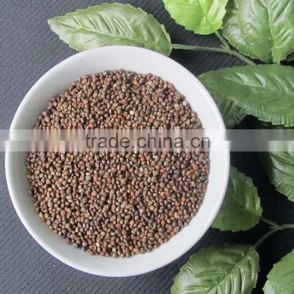 Brown Perilla Seeds Red Perilla