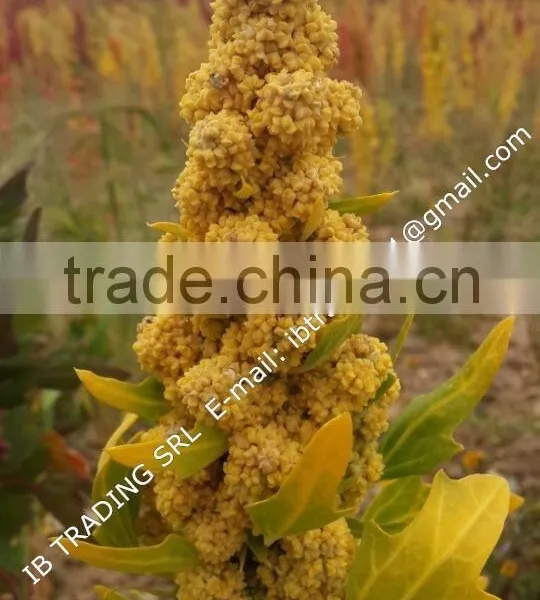 Organic White Quinoa photo-4