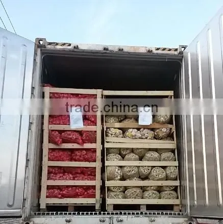 2017Hot Sale Egyptian Fresh Garlic (Red, White) for Export photo-6
