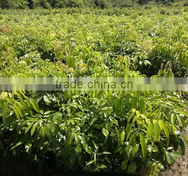 Litchi Tree Seedling photo-4