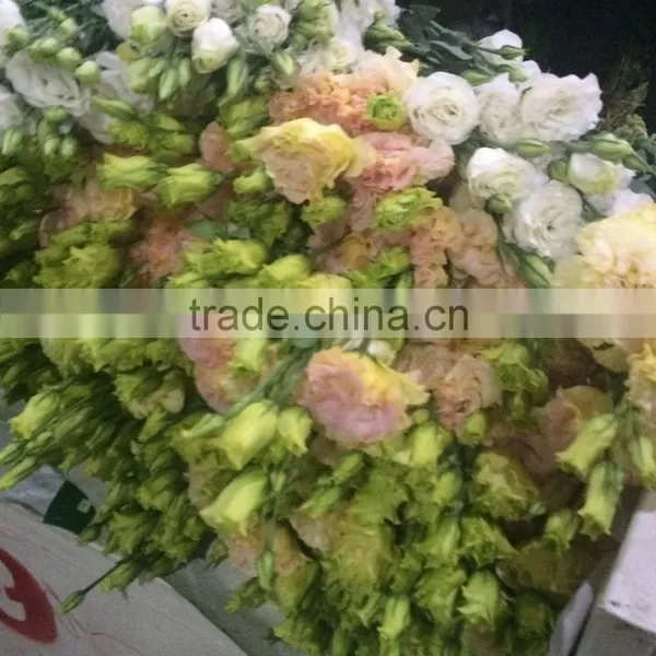 Green Roses Fresh Cut Roses and Fresh Roses for Sale photo-4