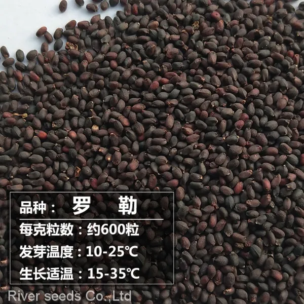 250g Natural Spice Plants Ocimum Basilicum Seed Raw Dried Wholesale Basil Seeds for Home Planting