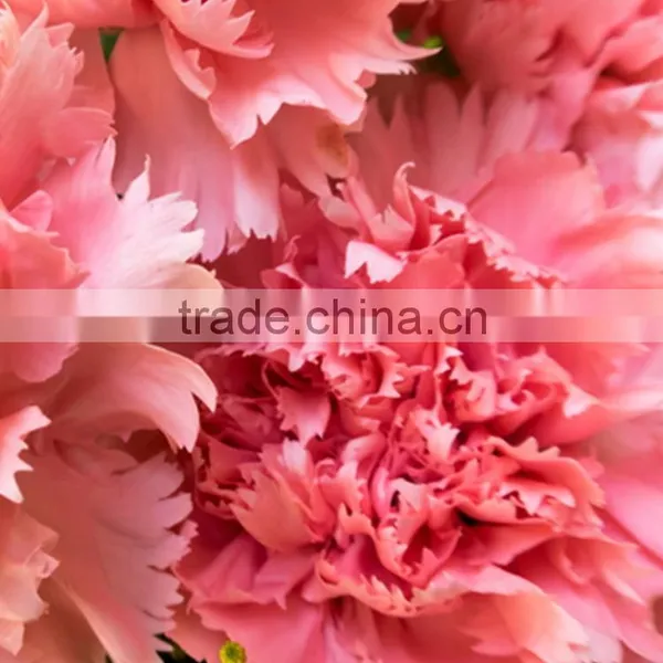 New Deep Pink Carnation Flower Decorating photo-3