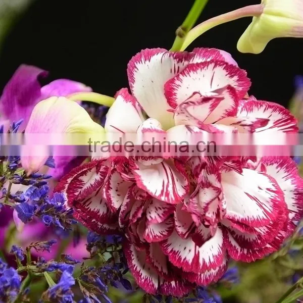 New Olympic Carnation Flowers for Mothers Day photo-3