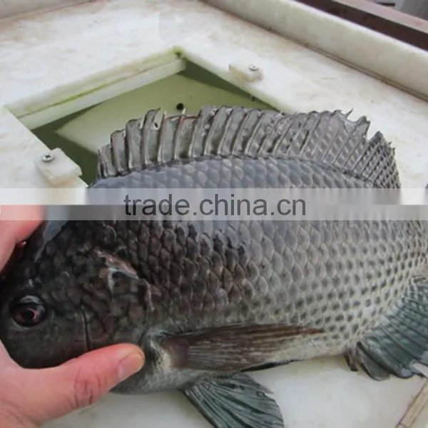 Frozen Fish Fillet Talapia Supplier photo-2