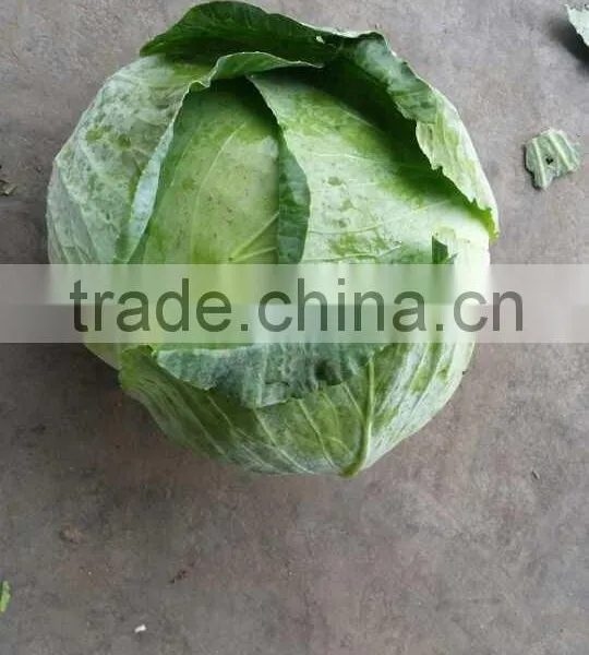 Cabbae photo-2