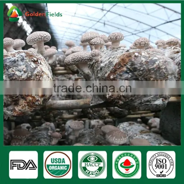 Golden Fields Supplier of Shiitake Spawn Mycelium Growing Bag Shiitake Mushroom Growing Kits photo-3
