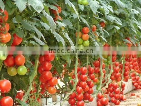 PVC Pipe List, Hose for Drip Irrigation and Hydroponic Systems photo-2