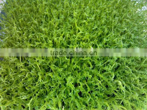 Wheat/grass/bean Growing Machine, Barley Sprout Machine Hydroponics Animal Fodder photo-3
