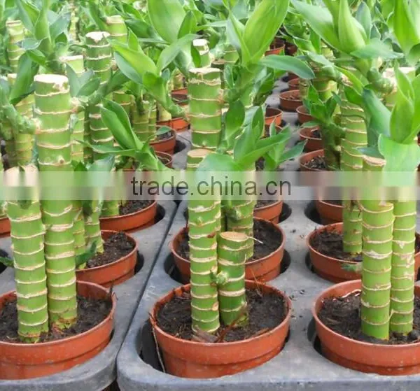Dracaena Lotus Lucky Bamboo Planted in 3pcs 10cm + 15cm + 20cm Rooted in a 10cm Pot With Cocopeat Substrate photo-2
