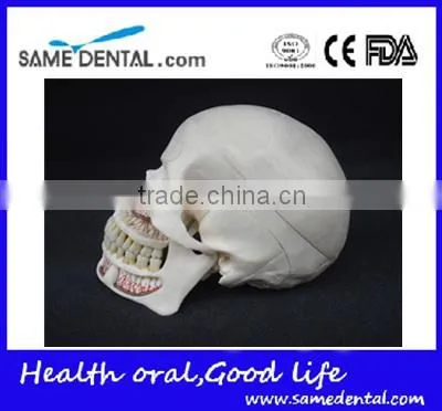 Dental Ten Section Skull Model DEA-40 photo-3