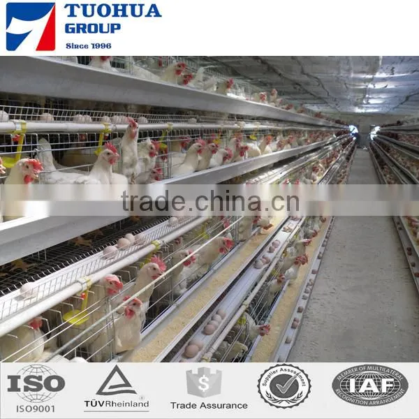5 Doors Design Layer Chicken Cages photo-4