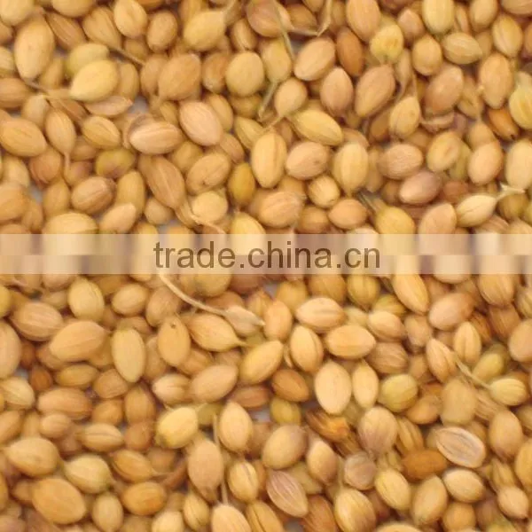 Coriander