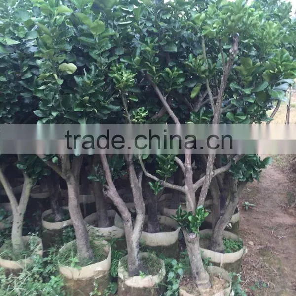 Pomelo Fruit Tree photo-3