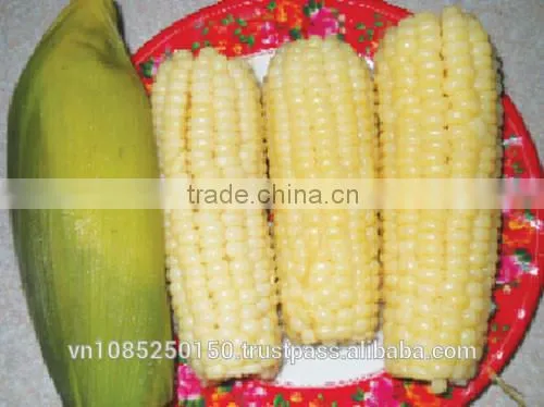Frozen Steamed Corn