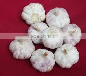 Fresh Garlic