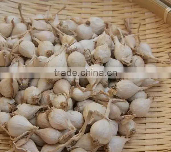 Fresh Ly Son Garlic at Best Price in New Crop photo-4